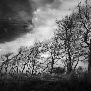 A row of charred trees under clouds