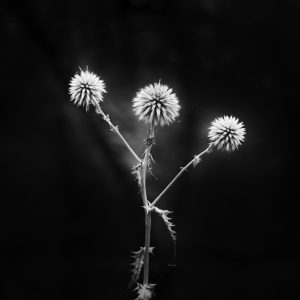 Three flowers of echinops, or globe thistle, on black background