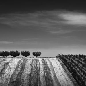 Olive trees, cropped field and vineyard under cloud