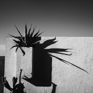 An agave in a vase casting shadow on a white wall at sunset