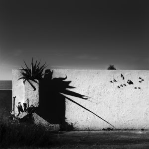 An agave in a vase casting shadow on a white wall at sunset