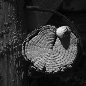 A section of log and scallop shell placed on top of it