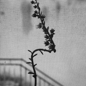 Flowering plant with twisty stem, a mosquito net as backdrop and step railings in the background