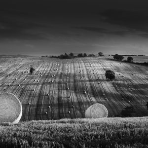 Two straw rolls at sunset and cropped field in the distance with multitude of other rolls