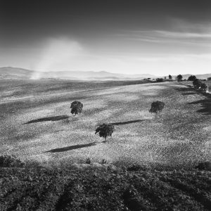 Three trees in a ploughed field at sunset with smoke from fire in the distance