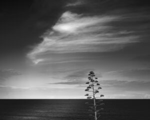 Agave flower with sea and clouds in the background