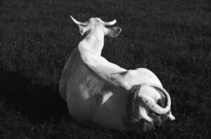 White cow lying in grass, seen from behind