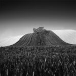Tree in the middle of a dark wheat field sloping toward the viewer and harvested fields to the sides