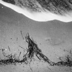 Beached seagrass in pointed shape aiming toward incoming wave foam.