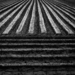 Horizontal furrows in foreground, perpendicular furrows in upper part of frame.