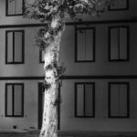 Tree trunk and lower part of its leaves standing by a wall where eight windows have closed shutters
