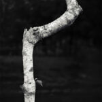 Birch tree trunk bending right and upward.
