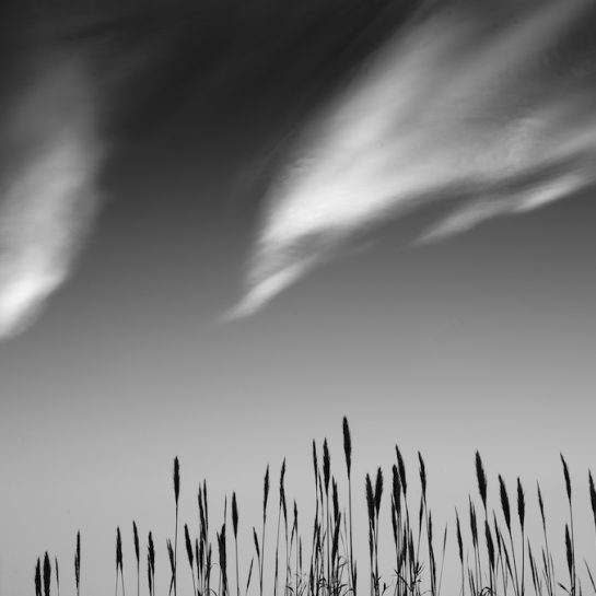 Two clouds above the upper part of a clump of reeds